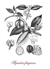 Myristica fragrans evergreen tree native to Moluccas, souce of nutmeg and mace - obrazy, fototapety, plakaty
