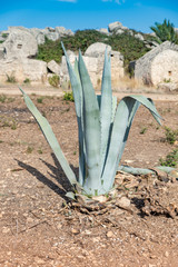 Typical Sicilian vegetation