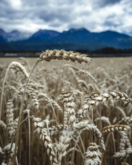 Feld mit Getreide als Vordergrund und Berge im Hintergrund