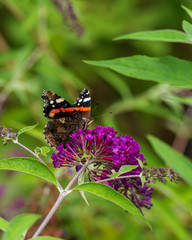 butterfly on a flower