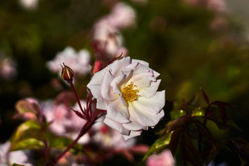 Rose with white petals and yellow pistil