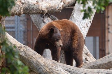 Ours brun (Ursus arctos)