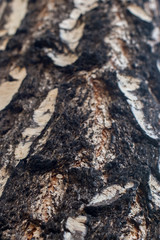 The texture of the old birch bark. Selective focus below. The top is blurry.