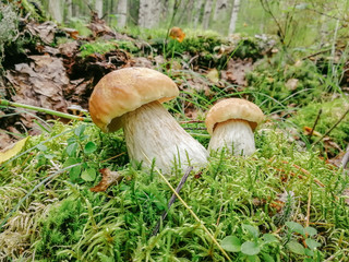 White mushrooms on the lawn in the forest, seasonal food