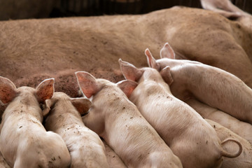Newborn piglets feeding from mother pig in organic farm