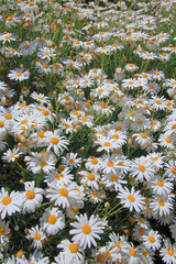 White garden daisies.