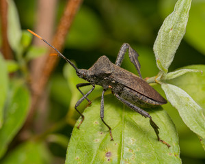 closeup of Leaf-footed bug, Acanthocephala terminalis, on plant leaf