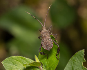 closeup of Leaf-footed bug, Acanthocephala terminalis, on plant leaf