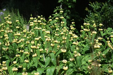 Phlomis Russeliana plant, commonly known as Turkish Sage, Jerusalem Sage or Sticky Jerusalem Sage, is a species of flowering plant in the mint family Lamiaceae.