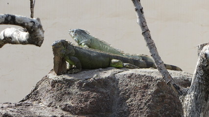 Iguane vert