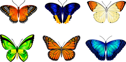 Butterflies vector image for web design and print