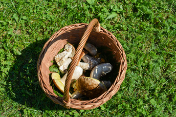 Wicker basket with fresh porcini mushrooms (Boletus edulis) in the grass. Trentino region, Italy