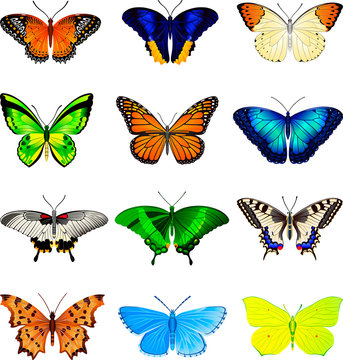 Butterflies vector image for web design and print