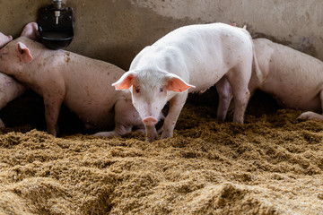 Group of pigs in organic rural farm agricultural. Livestock industry