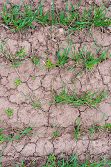 Close-up top view of soil cracked by drought with green plant sprouts breaking through from it. The concept of global drought and global warming