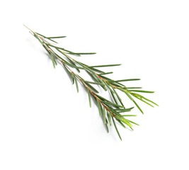 Fototapeta premium Branch of tea tree on white background. Natural essential oil