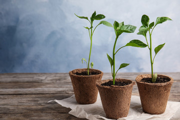 Vegetable seedlings in peat pots on wooden table against blue background. Space for text