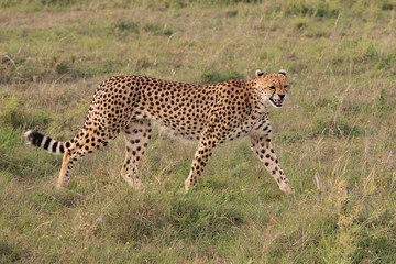 Snarling Cheetah in the grass