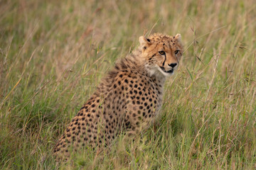 sitting Cheetah in the grass