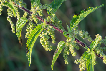 nettle leaves macro