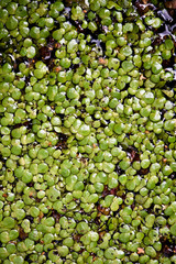 Duckweed