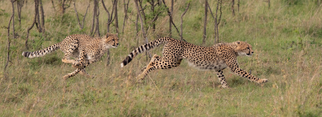 running Cheetahs in the Masai Mara