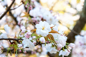 Cherry Blossom Season In Kyoto, Japan