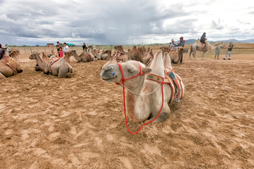 Fototapeta premium Two Humps Camels at the Bayan Gobi Sand Dunes, Mongolia