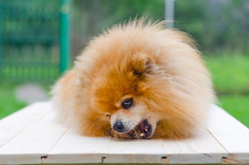 dog red German pomeranian spitz holds in his paws a bone. training and promotion of the animal. poster, cover, advertisement. hygiene and prevention of perspiration. best loyal friend..