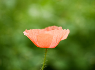 red poppy in field