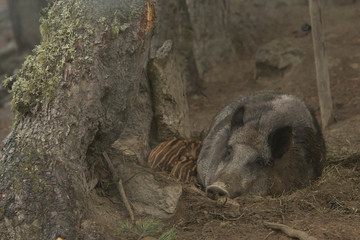 Mama feeding her little ones.