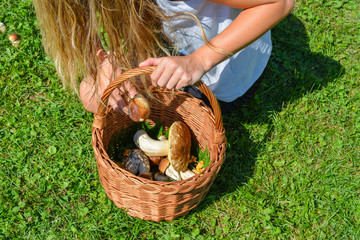 Mushroom hunting. Wicker basket with fresh porcini mushrooms (Boletus edulis) in the grass....
