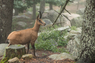 Chamois in the foerest.