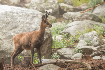 Chamois between rocks.