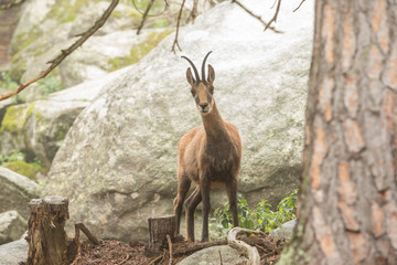 Chamois looking closely.