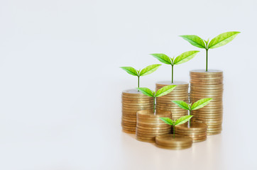Fototapeta na wymiar golden coins stack with green leaves growth up on top coin isolated on white background and reflection with clipping path. financial and saving concept. ESG Environmental Social Governance.