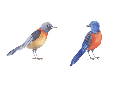Bird watercolor set. Hand painted illustration little blue bird isolated on white background.