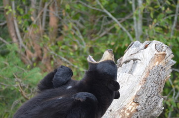 Obraz premium Ours noir (Ursus americanus)