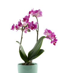 Naklejka na ściany i meble Beautiful tropical orchid flower in pot on white background