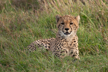 portrait picture of a cheetah in the grass