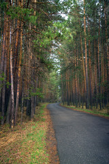 Fototapeta premium road in the forest