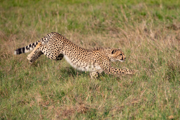 cheetah bounding in the grass in the Masai Mara