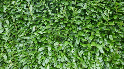 Evergreen hedge, cherry laurel hedge, prunos laurocerasus,. Dense hedge from many green leaves....