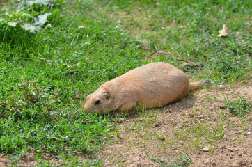 Chiens de prairie (Cynomys)