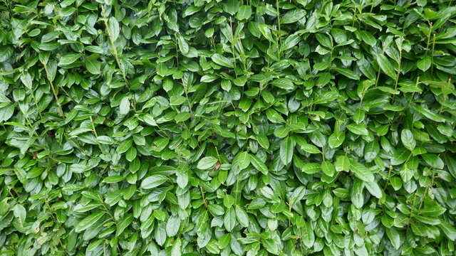 Evergreen hedge, cherry laurel hedge, prunos laurocerasus,. Dense hedge from many green leaves. Background, texture, closeup, copy space.