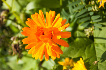 yellow and orange flower of calendula officinalis on green leaf background, selective focus