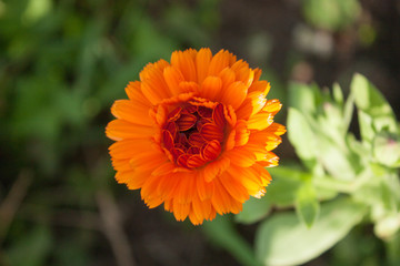 yellow and orange flower of calendula officinalis on green leaf background, selective focus