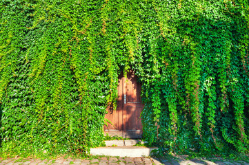 Wooden door and green plants on the facade of the house. Summer nature background