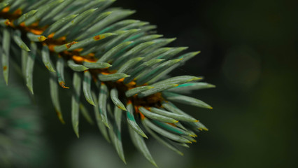 Spruce branch on smooth background