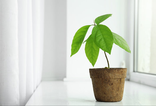 Young avocado sprout with leaves in peat pot on window sill at home. Space for text